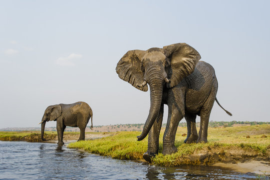 African Elephant bulls drinking on the banks of the Chobe River
