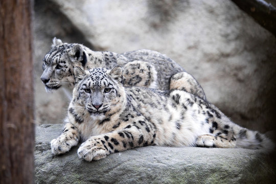 subadult snow leopard Uncia uncia, are threatened with extinction