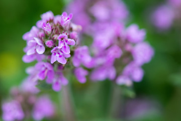 Obraz premium Zbliżenie dzikiego tymianku - selektywna fokus, kopia przestrzeń