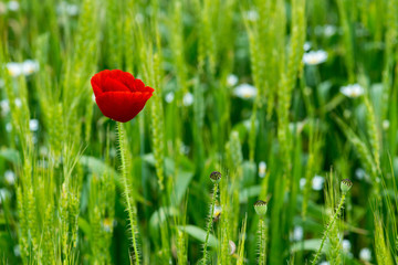 Wild poppies in a field of wheat