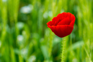 Obraz premium Wild poppies in a field - selective focus, copy space