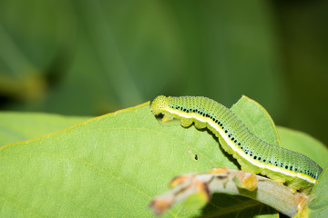 This is a photo of one kind of worm, was taken in XiaMen botanical garden, China.