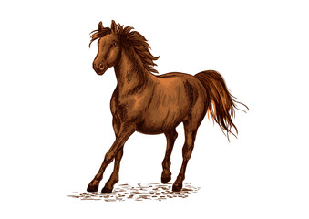 Obraz na płótnie Canvas Arabian brown stallion galloping on horse races