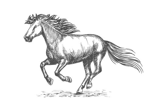 White strong horse galloping on sport races
