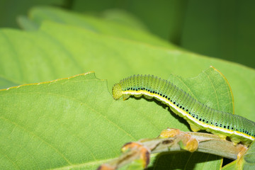 This is a photo of one kind of worm, was taken in XiaMen botanical garden, China.