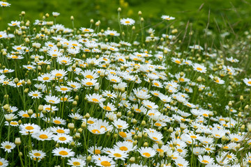 wild chamomile in the field - selective focus, copy space