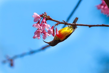 Sunbird bird,Sunbird bird in Park Inthanon Chiang Mai, Thailand.