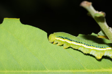 This is a photo of one kind of worm, was taken in XiaMen botanical garden, China.