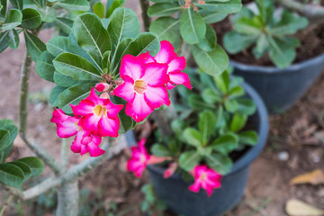 desert rose flower in garden