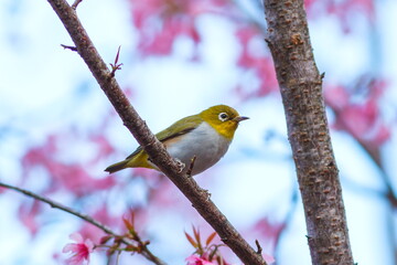 Chestnut-flanked White-eye (Zosterops Erythropleurus) with-blossom Park Inthanon Chiang Mai, Thailand.