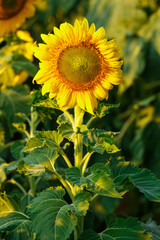 Sunflowers,Yellow flowers.