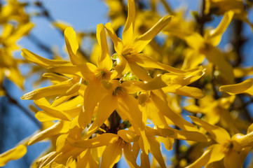 Obraz premium Bush Forsythia Maluch yellow flowers