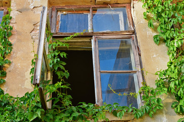 Old window twined with green virginia creeper (Parthenocissus)