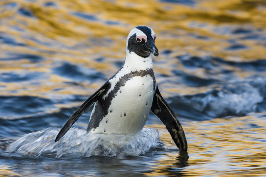 African Penguin emerging from the sea