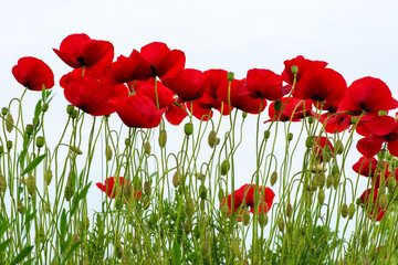 red poppies isolated on white - selective focus