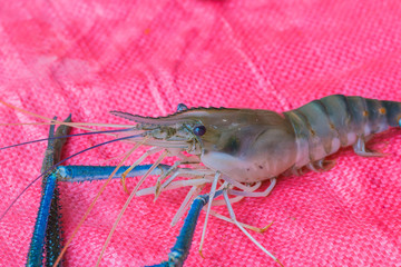 fresh shrimp on sack background