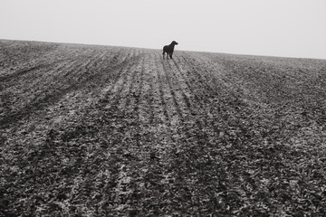 black dog on field - Powered by Adobe