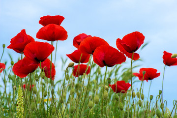 Wild poppies in a field - selective focus, copy space
