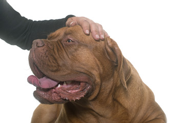 stroking dogue de Bordeaux