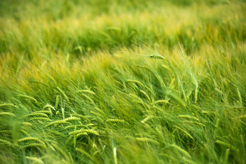 Cereal Plants, Green Barley, with different focus