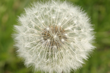 Dandelion, parachute ball, seeds, closeup
