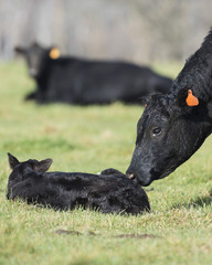 A Black Angus Cow and calf