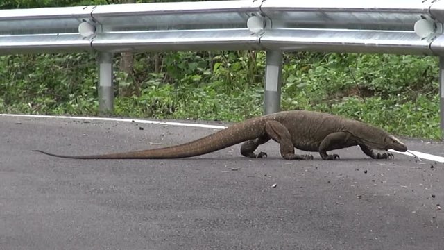 A massive 2m Clouded Monitor Lizard (Varanus nebulosus ) crosses the road and disapears under the crash barrier.
