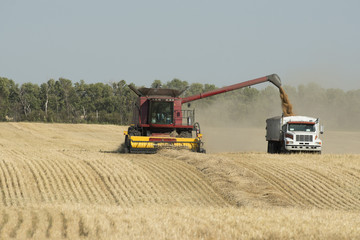 Harvesting a Wheat field in North Dakota