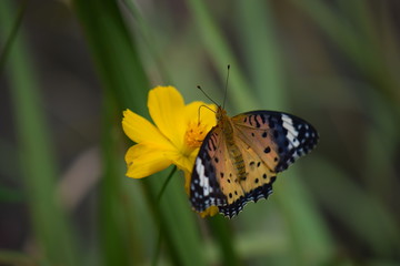 ツマグロヒョウモン