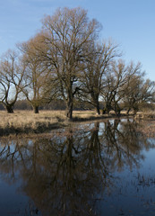Fototapeta na wymiar Group of trees by the river