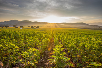Fototapeta premium Sunflower