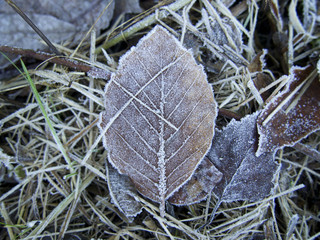 Isolated Frosted brown leaf on frost covered grass and leaves