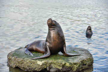 Obraz premium Sea lion near Angelmo Fish Market in Puerto Montt, Chile