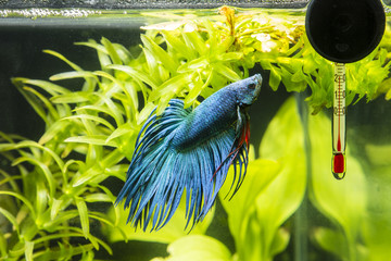 Fish Warrior blue and thermometer.