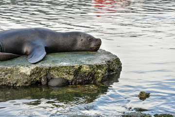 Sea lion near Angelmo Fish Market in Puerto Montt, Chile