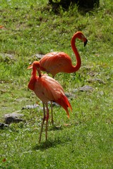 Pink flamingos in a grass field