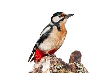 Dendrocopos major