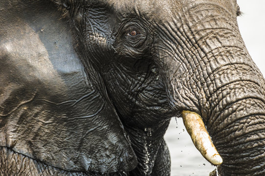 Facial detail of an African elephant bull