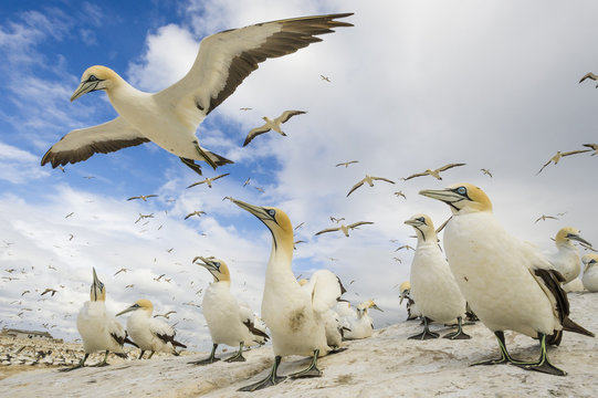 Flock of cape gannets landing on ground, Malgas Island, South Africa
