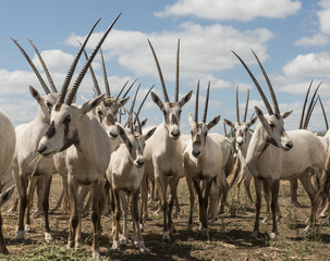Arabian Oryx herd