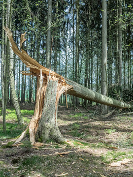 Umweltschäden - im Sturm abgebrochener großer Nadelbaum im Wald