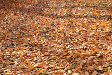 Fallen autumn leaves