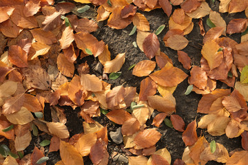 Fallen autumn leaves