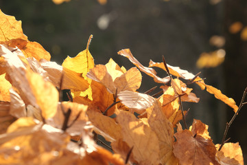 Bush with yellow leaves