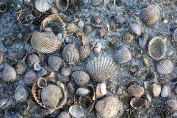 shell mixed with sand and salt.