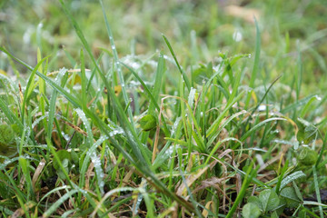 Green grass, closeup