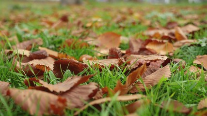 leaves lie on the green yellow grass lawn autumn nature landscape