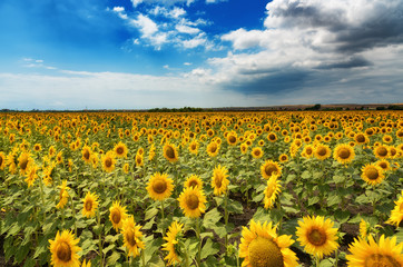 Obraz premium Cloudy daily landscape in the middle of summer. Sunflower field near the town of Burgas, Bulgaria