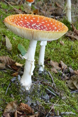 Giftiger Pilz Rotkäpchen in Finnland Suomi.