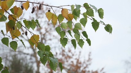 birch with yellow leaves hanging on a branch on a gray autumn sky nature landscape